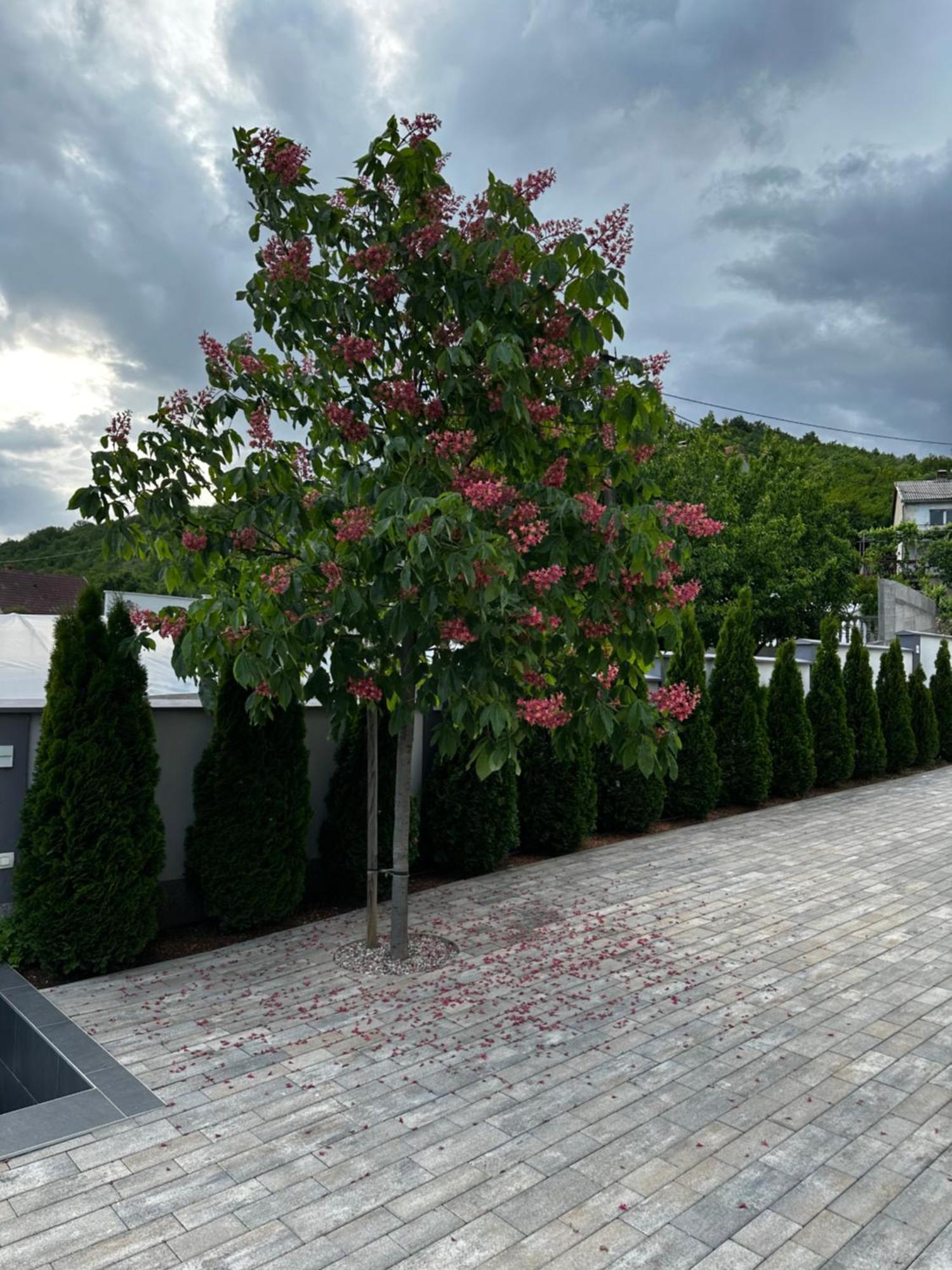 Luxury Villa Magic Kosor Экстерьер фото